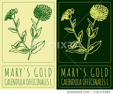 Vector drawing MARY'S GOLD. Hand drawn illustration. The Latin name is CALENDULA OFFICINALIS L 116155984