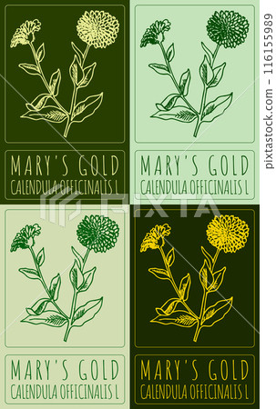 Set of vector drawing MARY'S GOLD in various colors. Hand drawn illustration. The Latin name is CALENDULA OFFICINALIS L Set of vector drawing MARY'S GOLD in various colors. Hand drawn illustration. The Latin name is CALENDULA OFFICINALIS L 116155989