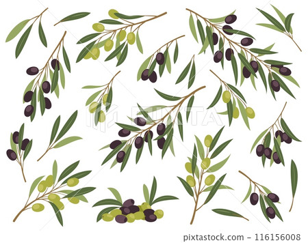 Black and green olive twigs. Cartoon mediterranean plant branches with leaves and berries, organic greek, italian food, cooking ingredient, healthy product tidy vector set isolated Black and green olive twigs. Cartoon mediterranean plant branches with leaves and berries, organic greek, italian food, cooking ingredient, healthy product tidy vector set isolated 116156008