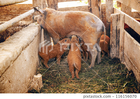 Mangalitsa sow nurses her piglets Mangalitsa sow nurses her piglets 116156070