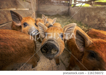 Curious piglets, close up Curious piglets, close up 116156072