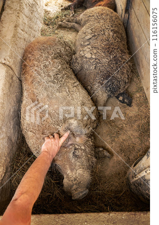 Farmer is checking mangalica pigs Farmer is checking mangalica pigs 116156075