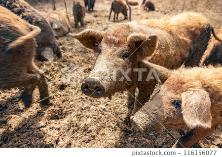 Mangalica pig standing in mud Mangalica pig standing in mud 116156077