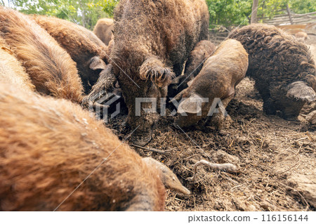 Herd of mangalica pigs Herd of mangalica pigs 116156144