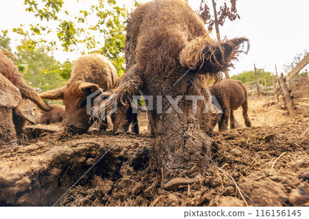 Mangalica pigs foraging in mud Mangalica pigs foraging in mud 116156145