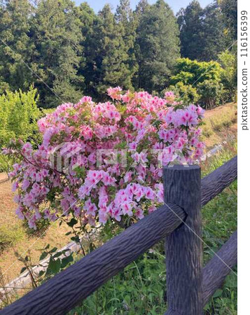 用鮮花的風景 用鮮花的風景 116156399