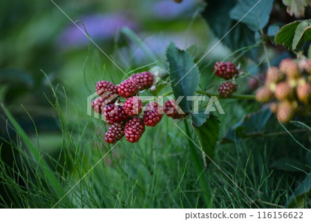 Blackberry fruit Blackberry fruit 116156622