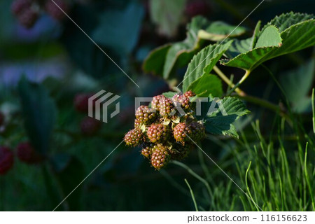 Blackberry fruit Blackberry fruit 116156623