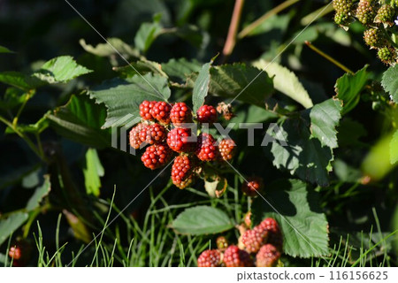 red blackberry fruit 116156625