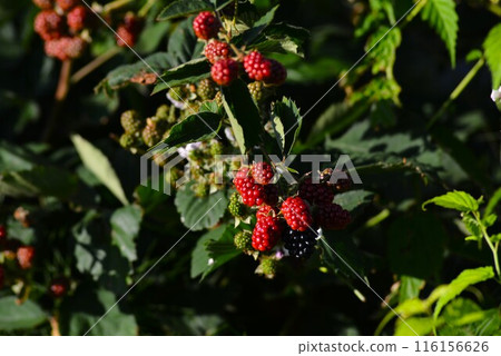 red blackberry fruit 116156626