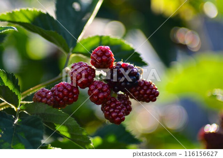 Ripe blackberry fruits Ripe blackberry fruits 116156627