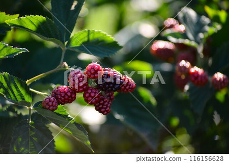 Ripe blackberry fruits Ripe blackberry fruits 116156628