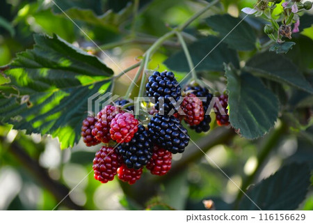 黑莓水果與黑漿果 116156629