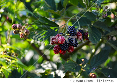成熟的黑莓果實 116156630
