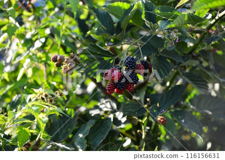 紅黑莓果 116156631