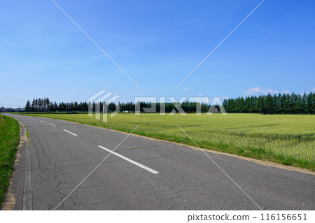 興福站附近的麥田和防風林。還有藍天 116156651