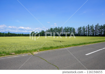 興福站附近的麥田和防風林。還有藍天 116156655