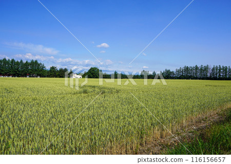 Near Kofuku Station, wheat fields and a windbreak. And blue skies. Near Kofuku Station, wheat fields and a windbreak. And blue skies. 116156657