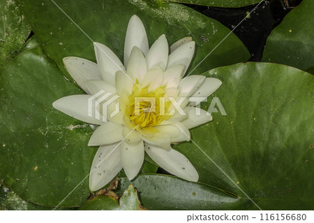 Meise Botanical Garden in Belgium. White water lily Meise Botanical Garden in Belgium. White water lily 116156680