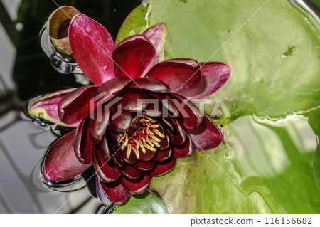 Meise Botanical Garden in Belgium. Purple water lily, black princess 116156682