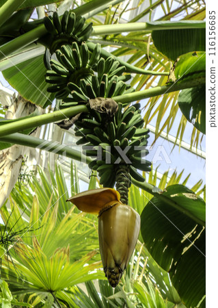 Meise Botanical Garden in Belgium. Bunch of bananas in a banana tree 116156685