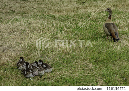 Meise Botanical Garden in Belgium. Ducks and her ducklings Meise Botanical Garden in Belgium. Ducks and her ducklings 116156751