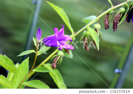 One blooming Campanula in profile and a withered inflorescence 116157014