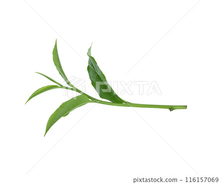 green tea leaf isolated on white background 116157069