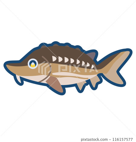 可愛的鱘魚圖 116157577