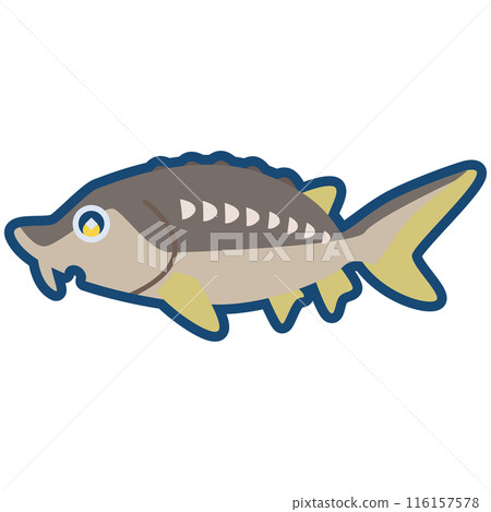 可愛的達烏爾鱘魚的插圖 可愛的達烏爾鱘魚的插圖 116157578