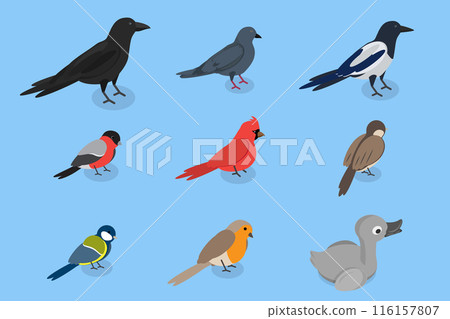 3D Isometric Flat Vector Set of City Birds, Sparrow, Tit, Pigeon, and Crow 3D Isometric Flat Vector Set of City Birds, Sparrow, Tit, Pigeon, and Crow 116157807