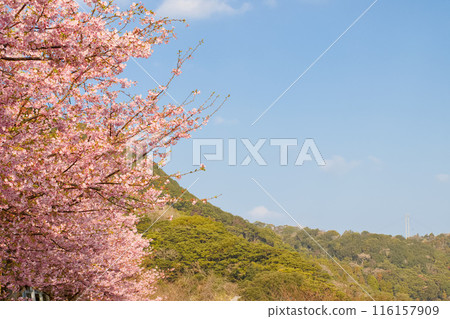Kawazu櫻花盛開與藍天 Kawazu櫻花盛開與藍天 116157909