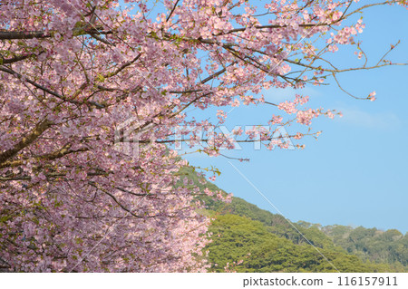 Kawazu櫻花盛開與藍天 Kawazu櫻花盛開與藍天 116157911