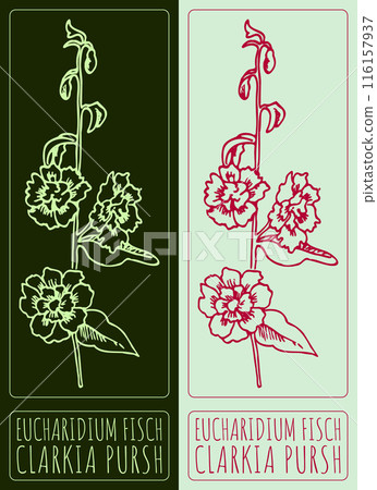 Vector drawing EUCHARIDIUM FISCH. Hand drawn illustration. The Latin name is CLARKIA PURSH 116157937