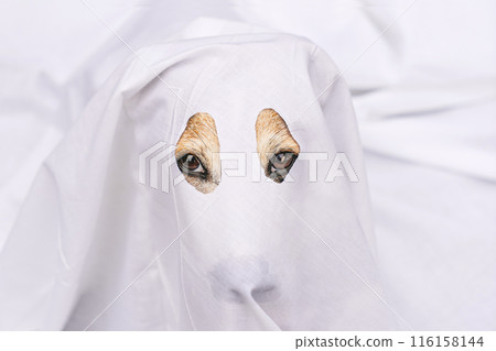 Close-up of dog peeking through white sheet, dressed as ghost, looking at camera. Pet Halloween costume 116158144