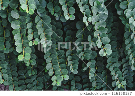 Closeup of lush dark green leaves of capers on natural background. Natural botanical background with copy space Closeup of lush dark green leaves of capers on natural background. Natural botanical background with copy space 116158187