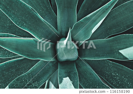 Closeup of blue agave plant with sharp, succulent leaves with symmetrical pattern. Natural floral background 116158190