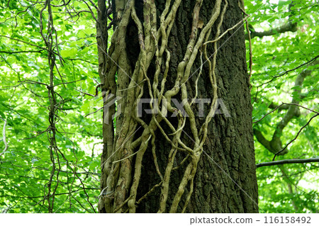Dead Poison Ivy Branches on a Large Woodland Tree Trunk Dead Poison Ivy Branches on a Large Woodland Tree Trunk 116158492