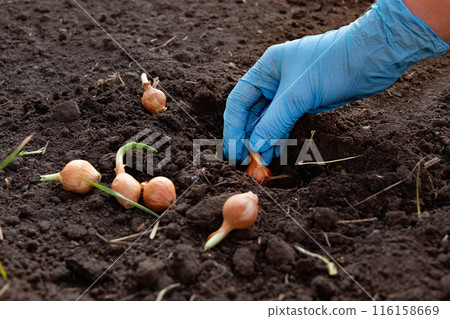 How to plant onions. The process of sowing onion seeds in the open ground, soil 116158669