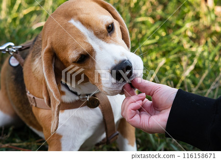 Woman and dog tender hugs Woman and dog tender hugs 116158671