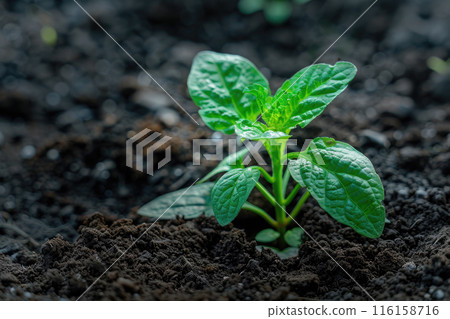 Young plant sprouting from the ground. Ai generative 116158716