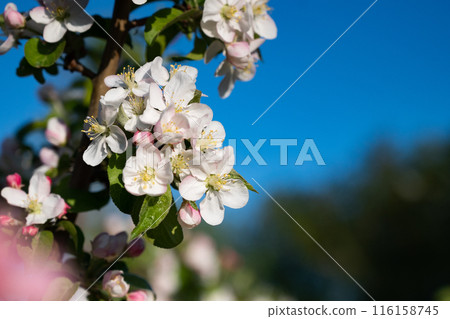 Blooming apple tree branches white flowers green leaves blue sky background close up, beautiful cherry blossom, sakura garden, spring orchard, summer sunny day nature, floral border frame, copy space 116158745