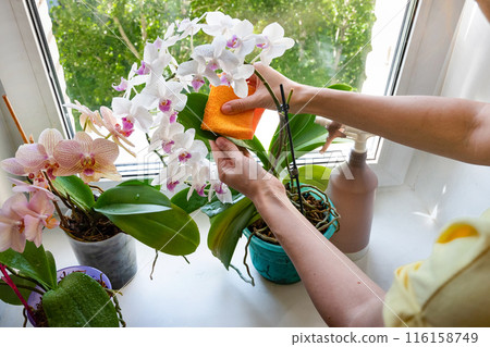 Female hand wipe the dust from the leaves of the orchid flower. 116158749