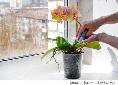 Caring for orchids in the winter. Cleaning the leaves of houseplants. 116158792