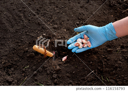 Woman planting garlic cloves into fertile soil, closeup Woman planting garlic cloves into fertile soil, closeup 116158793