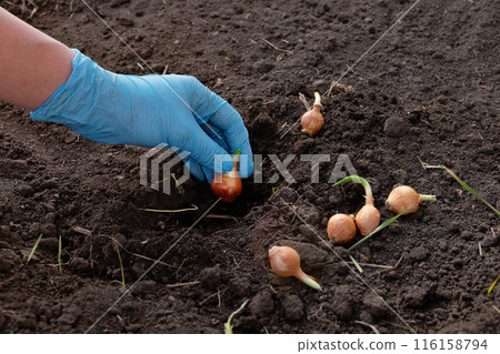 Garden tools and onion seeds for planting in the ground in the spring. Spring planting onions organically Garden tools and onion seeds for planting in the ground in the spring. Spring planting onions organically 116158794