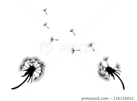 dandelion flower sketch with flying seeds, black silhouette with flying dandelion buds 116158852
