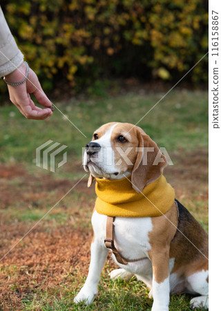 dog Beagle on a walk early in the morning at sunrise 116158867