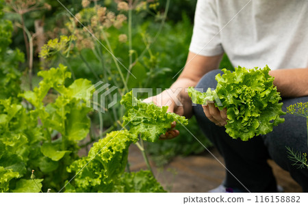 Senior women's hands collect lettuce leaves in the garden 116158882