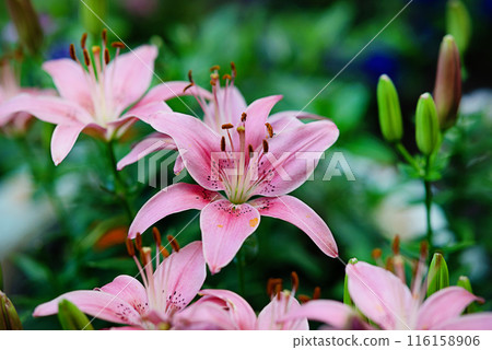 Blooming pink lily flowers on a green background with leaves in a close-up. 116158906